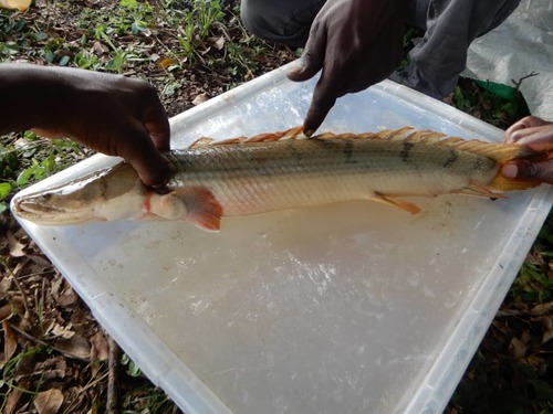 Congo bichir (Polypterus congicus) — Polypteridae — 3