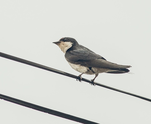 White-throated Swallow