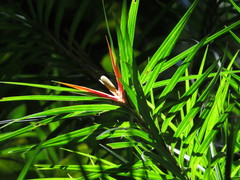 Freycinetia excelsa