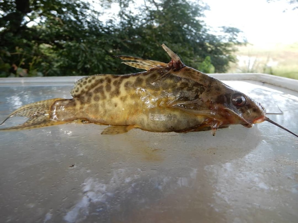 Synodontis greshoffi