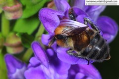 Bombus opulentus