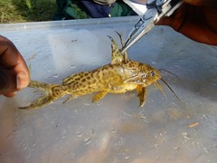 Synodontis