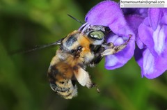 Anthophora deserticola
