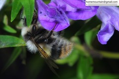 Bombus ganjsuensis