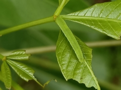 Appias libythea olferna