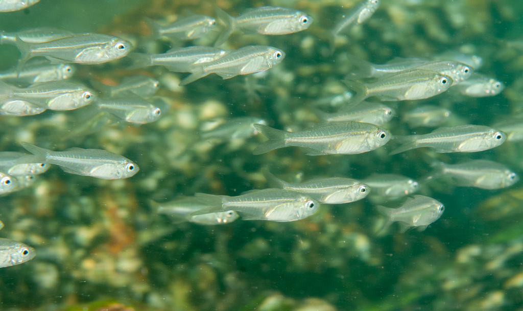 Estuary Glassfish from "Fly Point, Port Stephens, NSW, Australia" on