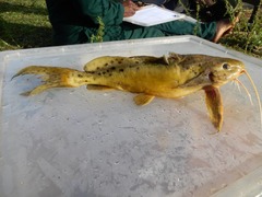Synodontis acanthomias