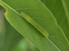 Appias libythea olferna