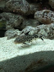 Synodontis