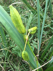 Iris pseudacorus