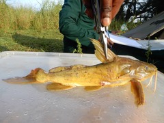 Synodontis acanthomias