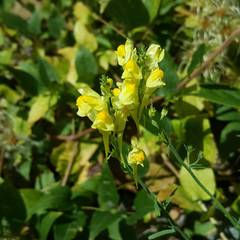 Linaria angustissima