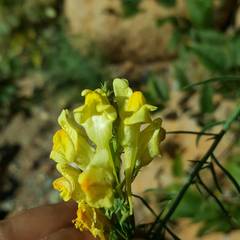 Linaria angustissima