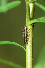 Lemidia subaenea