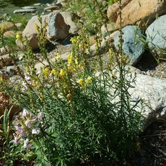 Linaria angustissima
