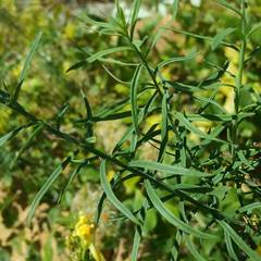 Linaria angustissima