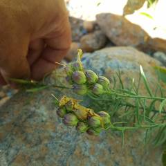 Linaria angustissima