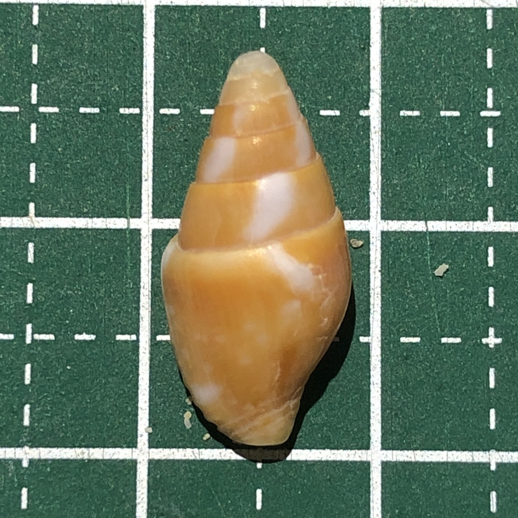 Yellow dovesnail