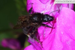 Bombus koreanus