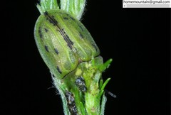 Cassida lineola