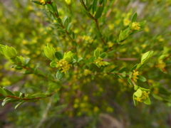 Pimelea hewardiana