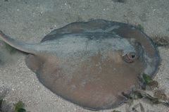 Trygonoptera testacea