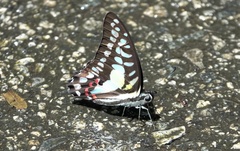 Graphium evemon