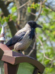 Corvus cornix