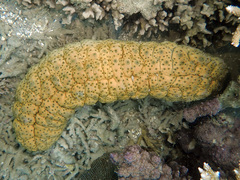 Stichopus herrmanni
