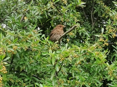 Turdus merula