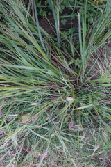 Panicum miliaceum