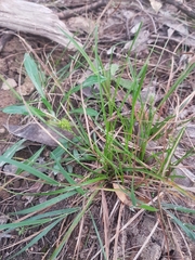 Carex breviculmis