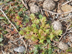 Crassula colligata colligata