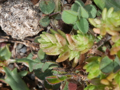 Crassula colligata colligata