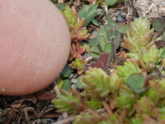 Crassula colligata colligata