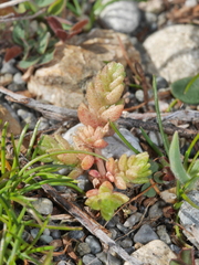 Crassula colligata colligata