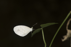 Leptosia nina niobe