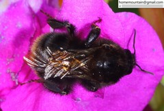 Bombus koreanus