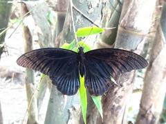 Papilio memnon