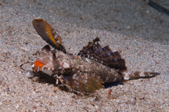 Dactylopus kuiteri