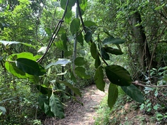 Gnetum luofuense