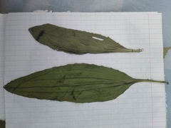Plantago depressa