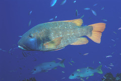 Lethrinus erythracanthus