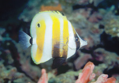 Coradion chrysozonus