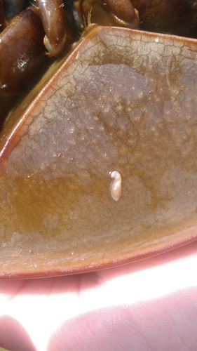 Family Bdellouridae · iNaturalist