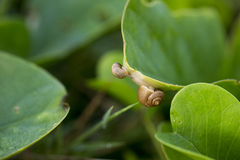 Acusta assimilis
