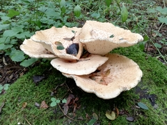 Cerioporus squamosus
