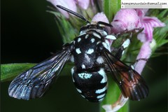 Thyreus himalayensis