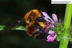 Bombus opulentus