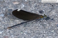 Matrona basilaris